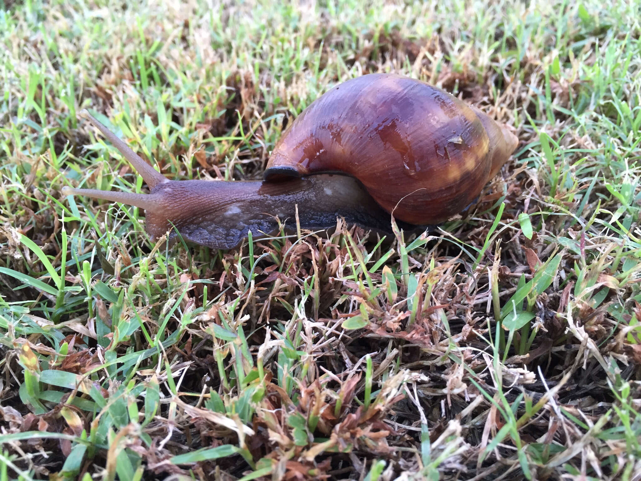 Image of Giant African Snail