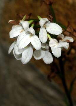 Слика од Disa tripetaloides (L. fil.) N. E. Br.