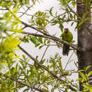 Image of Horned Parakeet