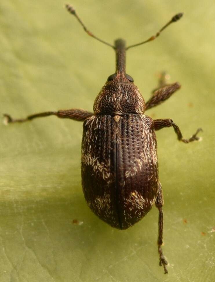 Image of Anthonomus sorbi Germar & E. F. 1821