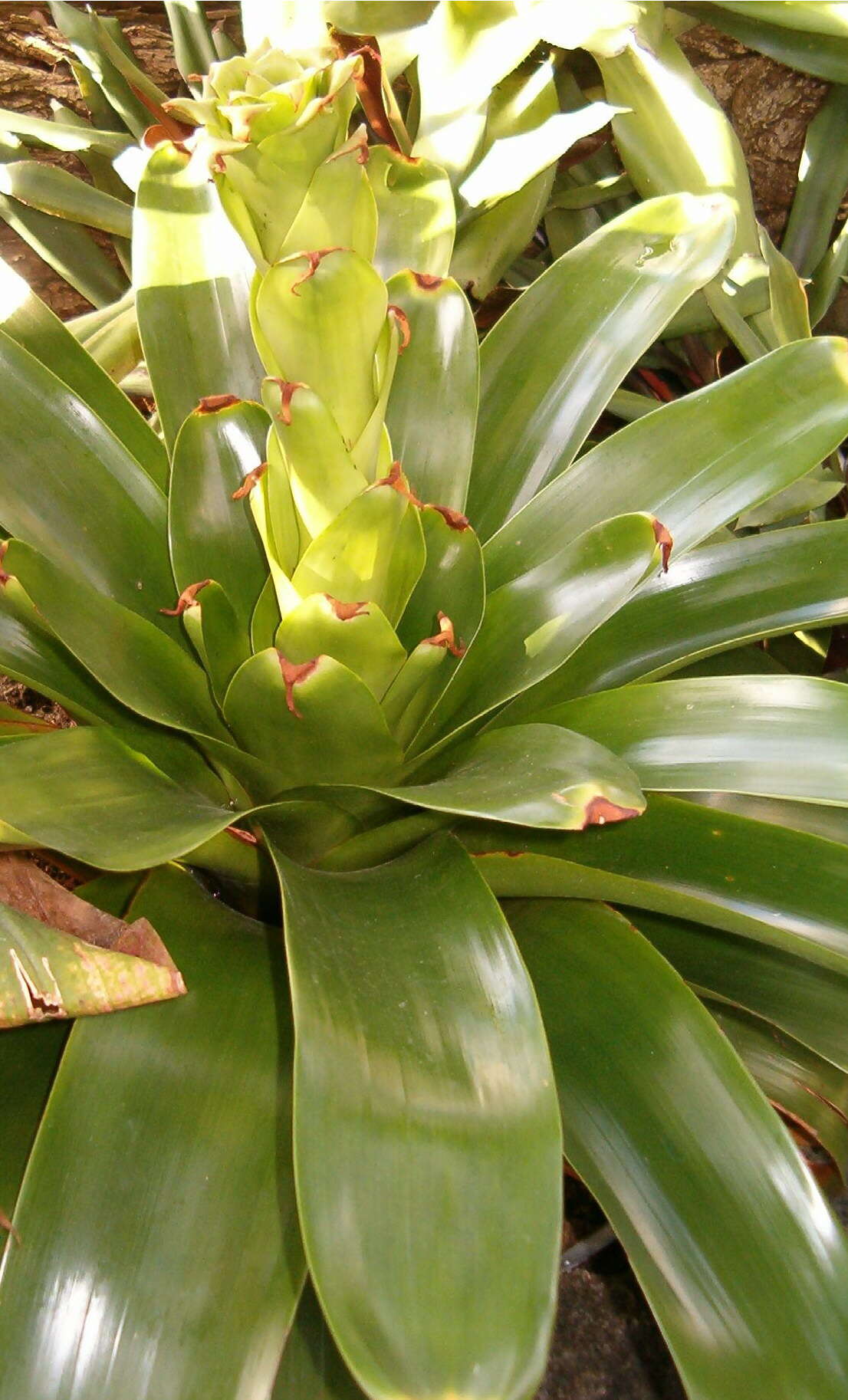 Image de Glomeropitcairnia erectiflora Mez