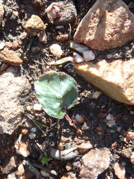 Image of Lichtensteinia trifida var. trifida