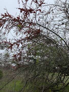 Image de Pyracantha coccinea M. J. Roemer