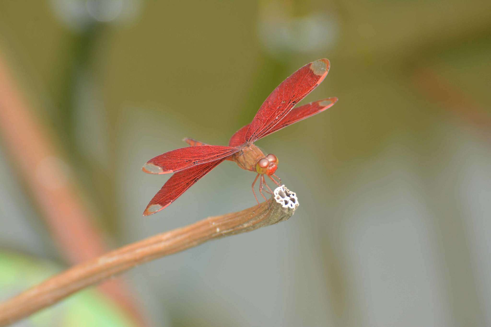 Image of Black Stream Glider