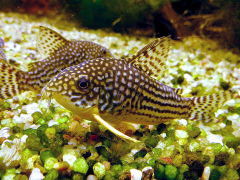 Image of Corydoras sterbai Knaack 1962