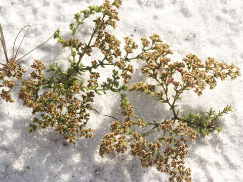 Image of paper nailwort