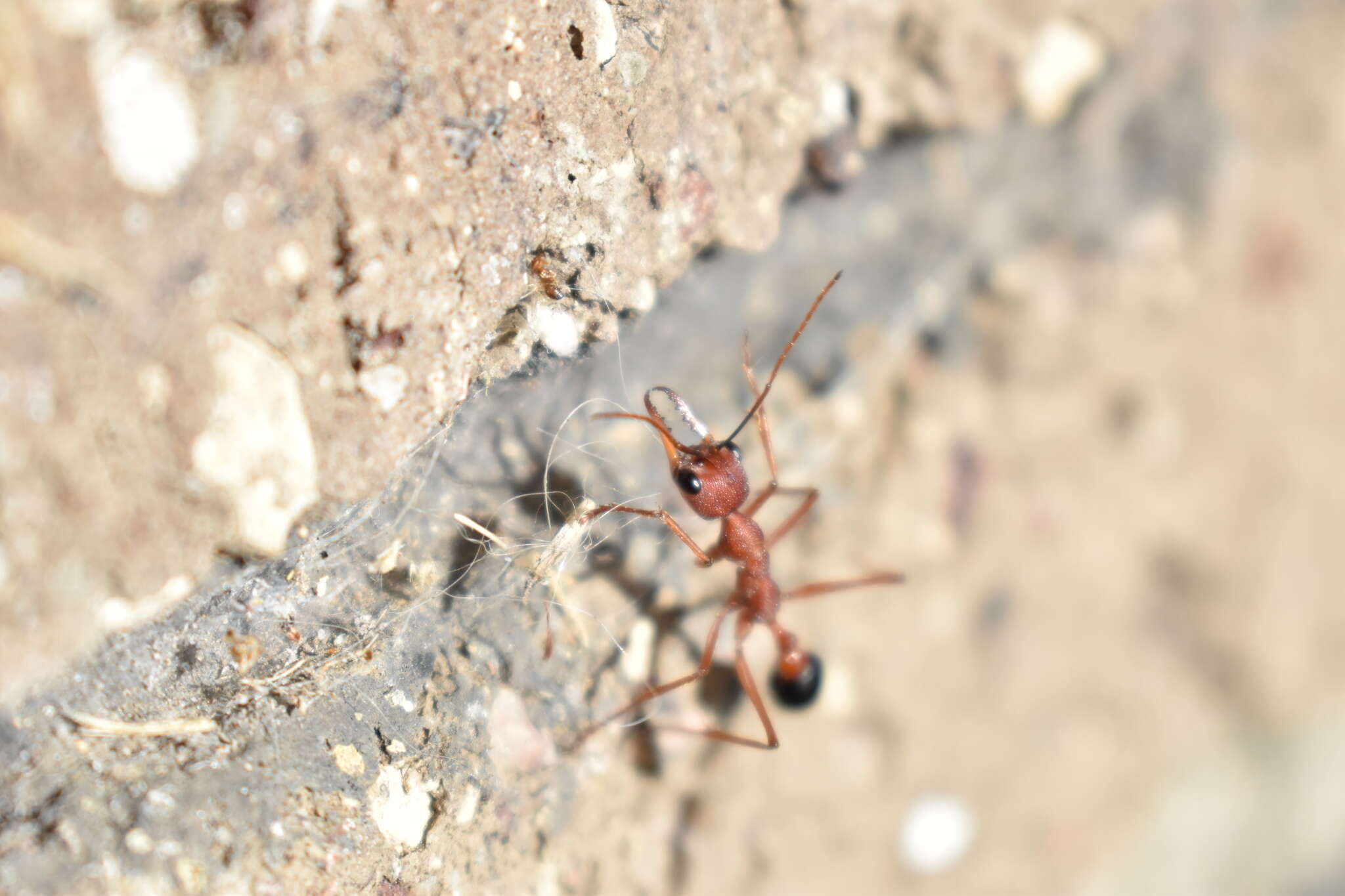 صورة Myrmecia analis Mayr 1862