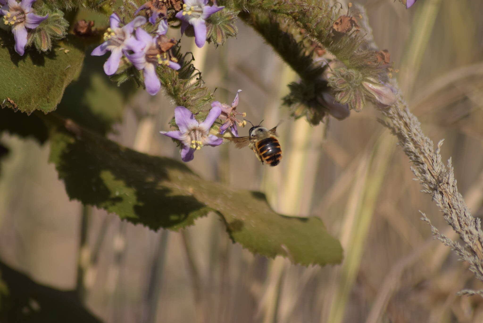 Image of Xylocopa tabaniformis azteca Cresson 1878