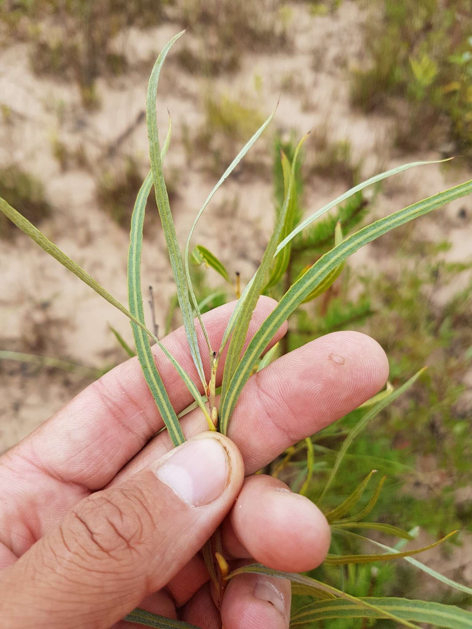 Image of Sandbar Willow