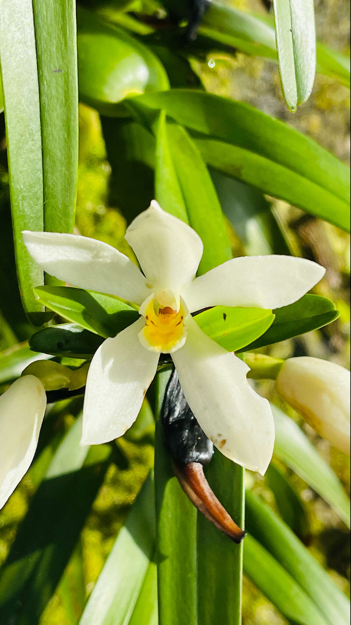 Image of Maxillaria camaridii Rchb. fil.