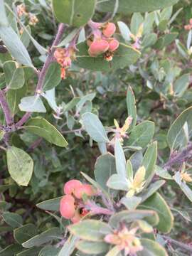 Image of hoary manzanita