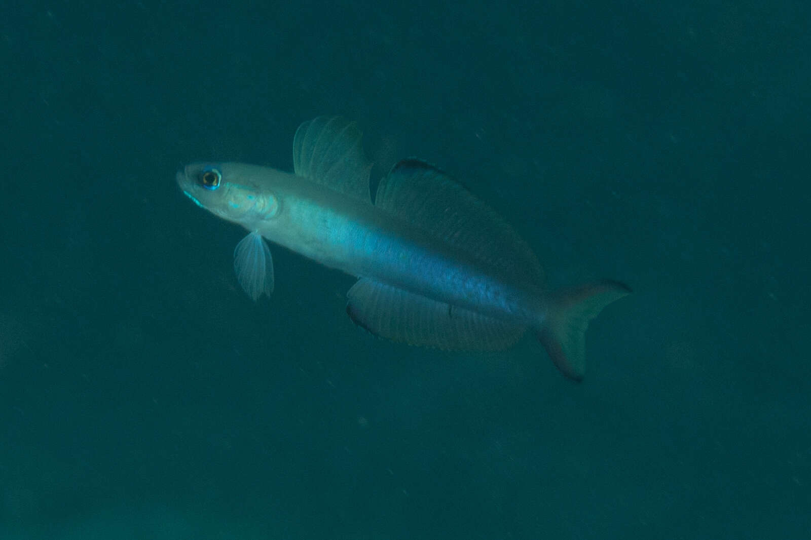 Image of Arrow dart-goby