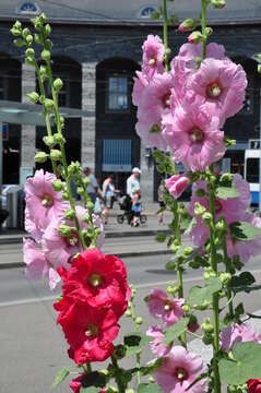 Image of hollyhock