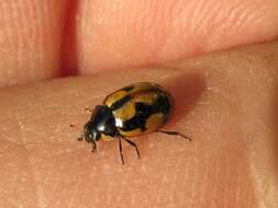 Image of hieroglyphic ladybird