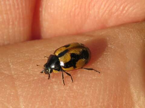Image of hieroglyphic ladybird