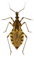 Image of Triatoma brasiliensis Neiva 1911