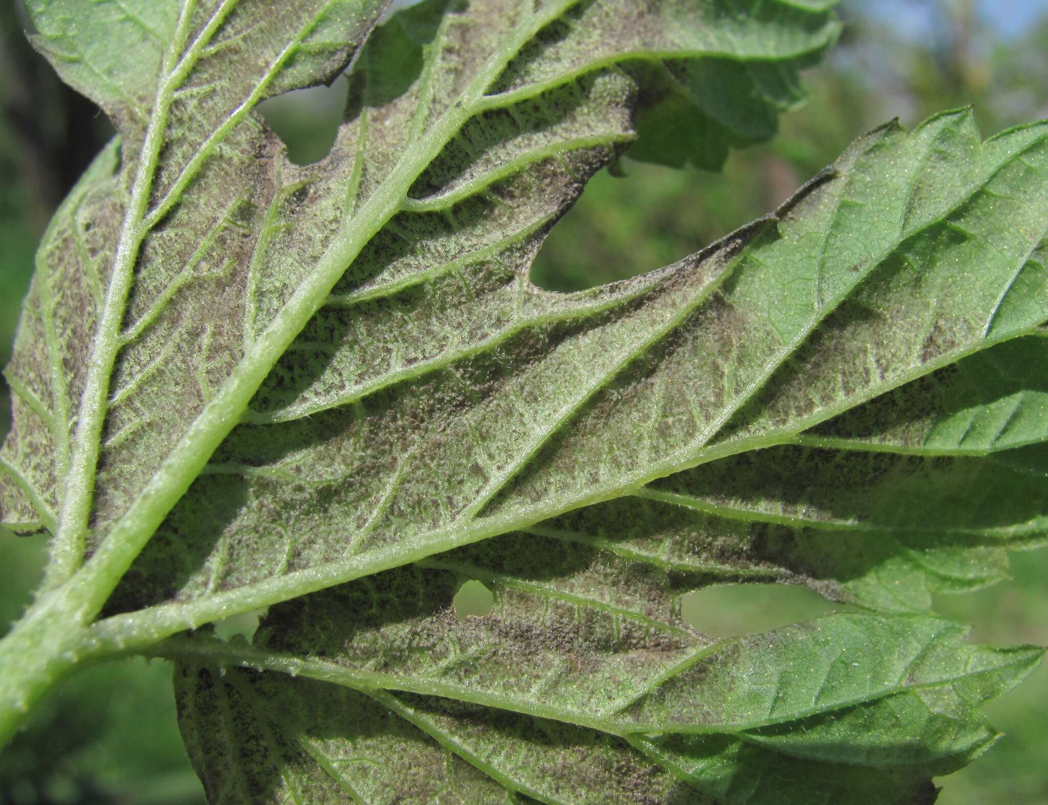 Image of Pseudoperonospora cubensis