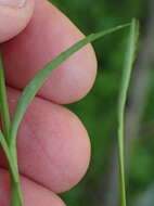 Image of Lobelia flaccida (C. Presl) A. DC.