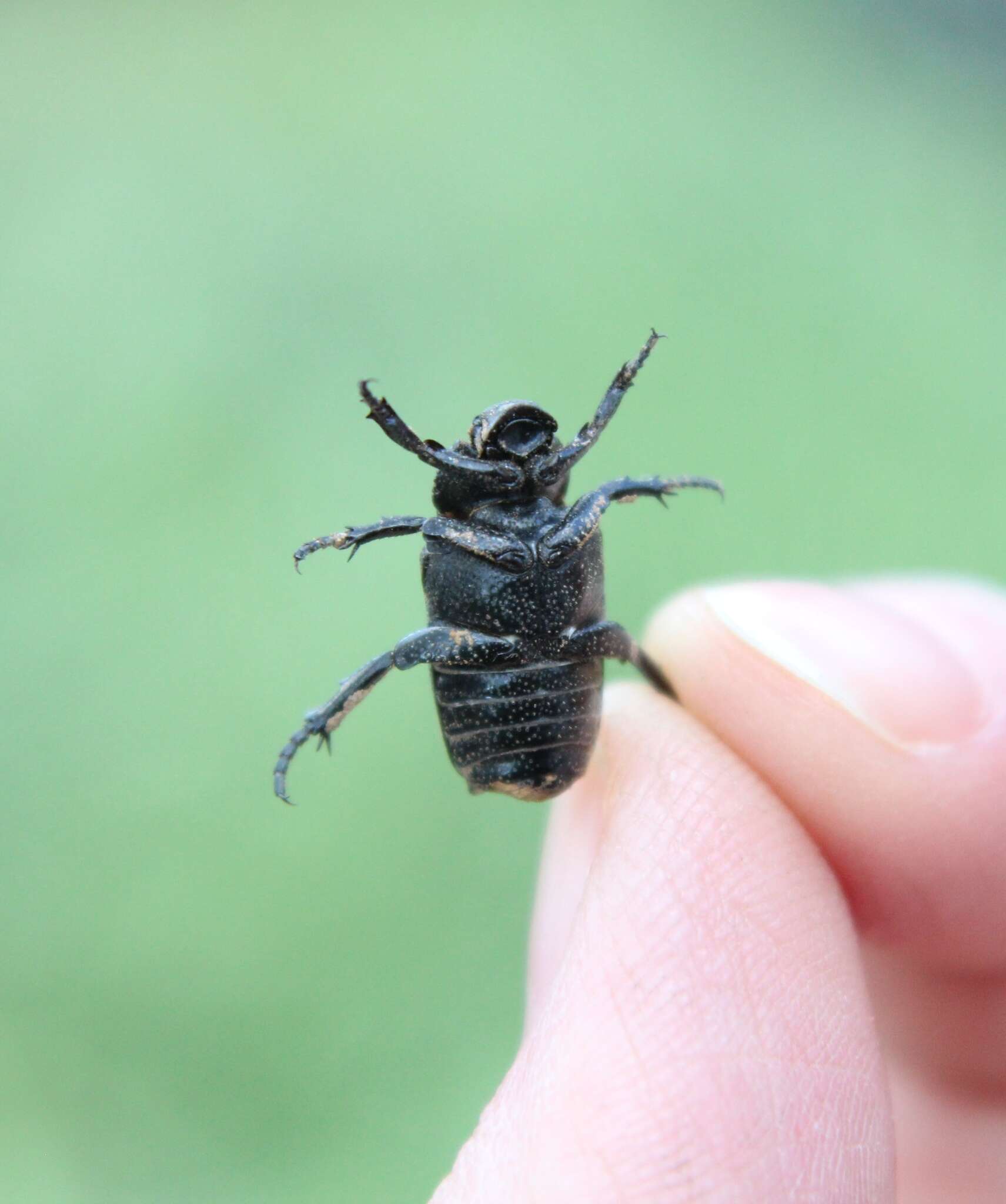 Image de Cremastocheilus (Macropodina) crinitus Le Conte 1874