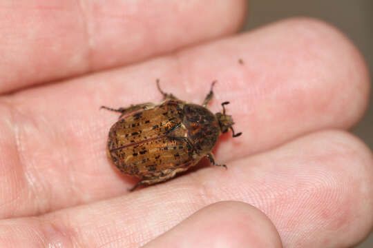 Image of Bumble Flower Beetle