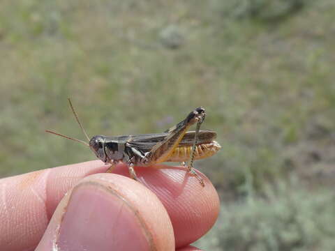 Melanoplus confusus Scudder & S. H. 1897的圖片