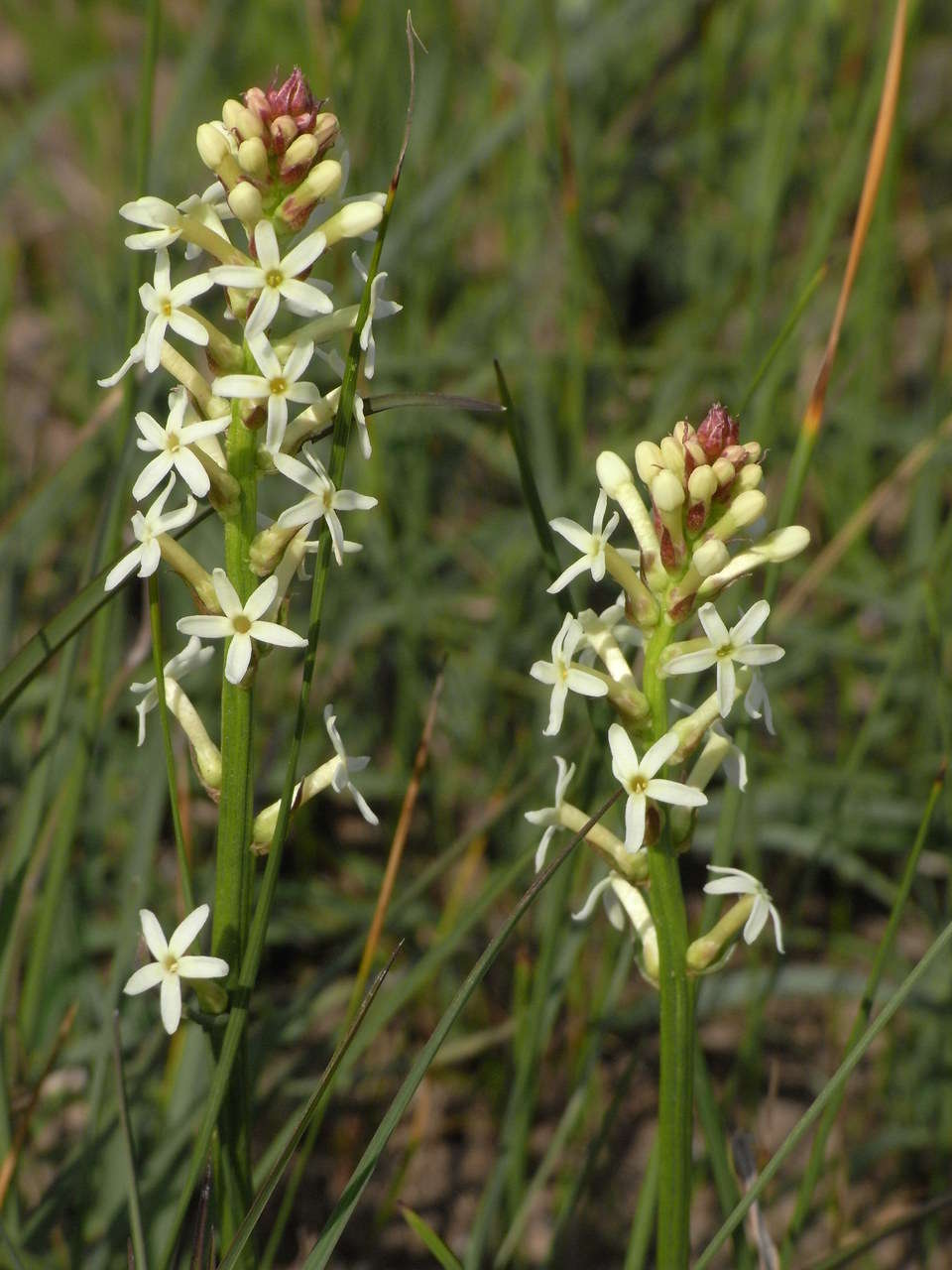 Слика од Stackhousia subterranea W. R. Barker