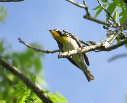 Image of Yellow-throated Warbler