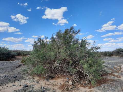 Image of Ephedra przewalskii Stapf