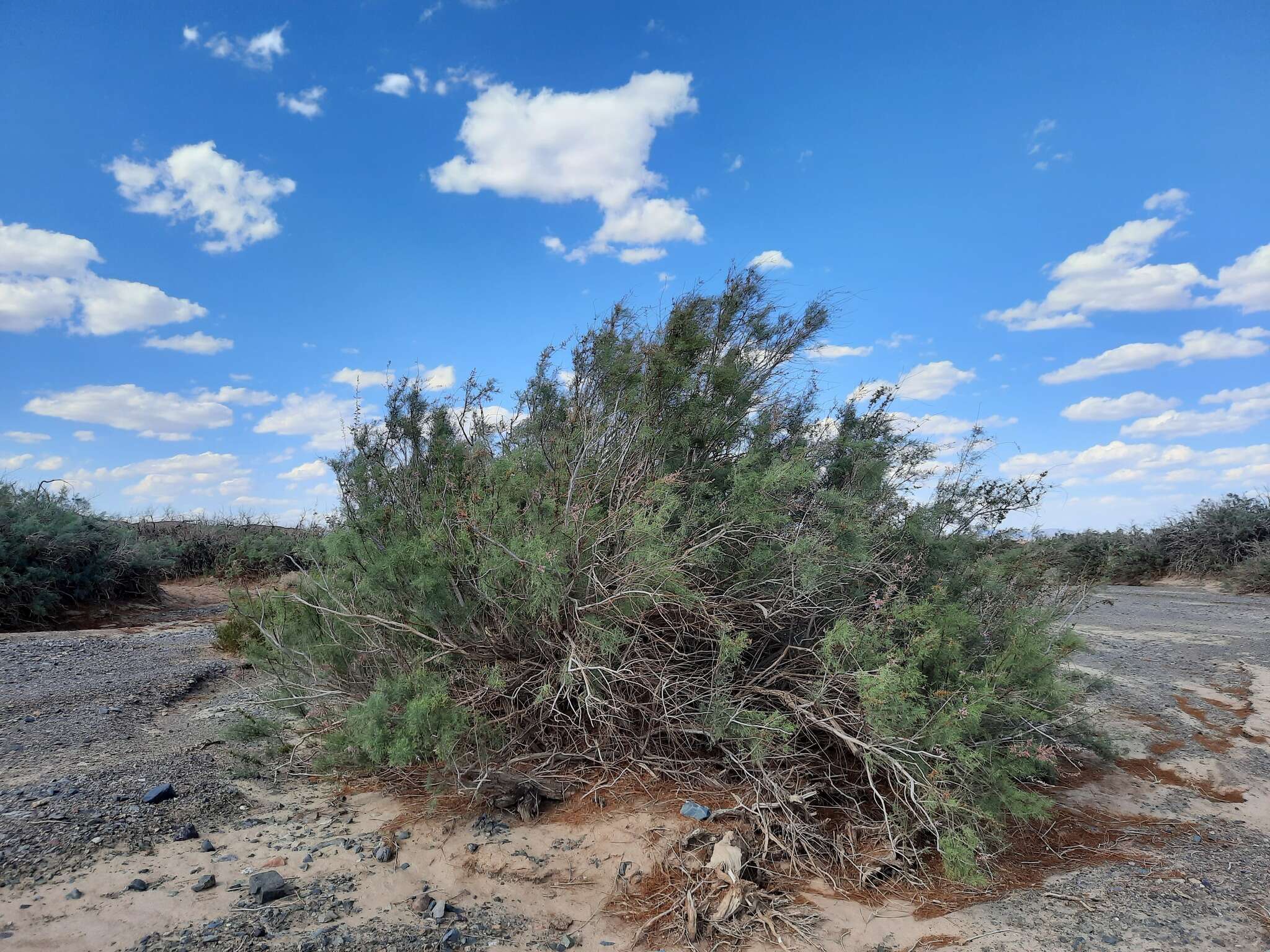 Image of Ephedra przewalskii Stapf