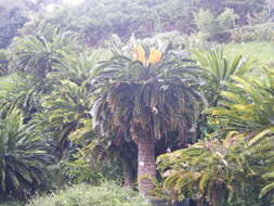 Image of Wood's Cycad