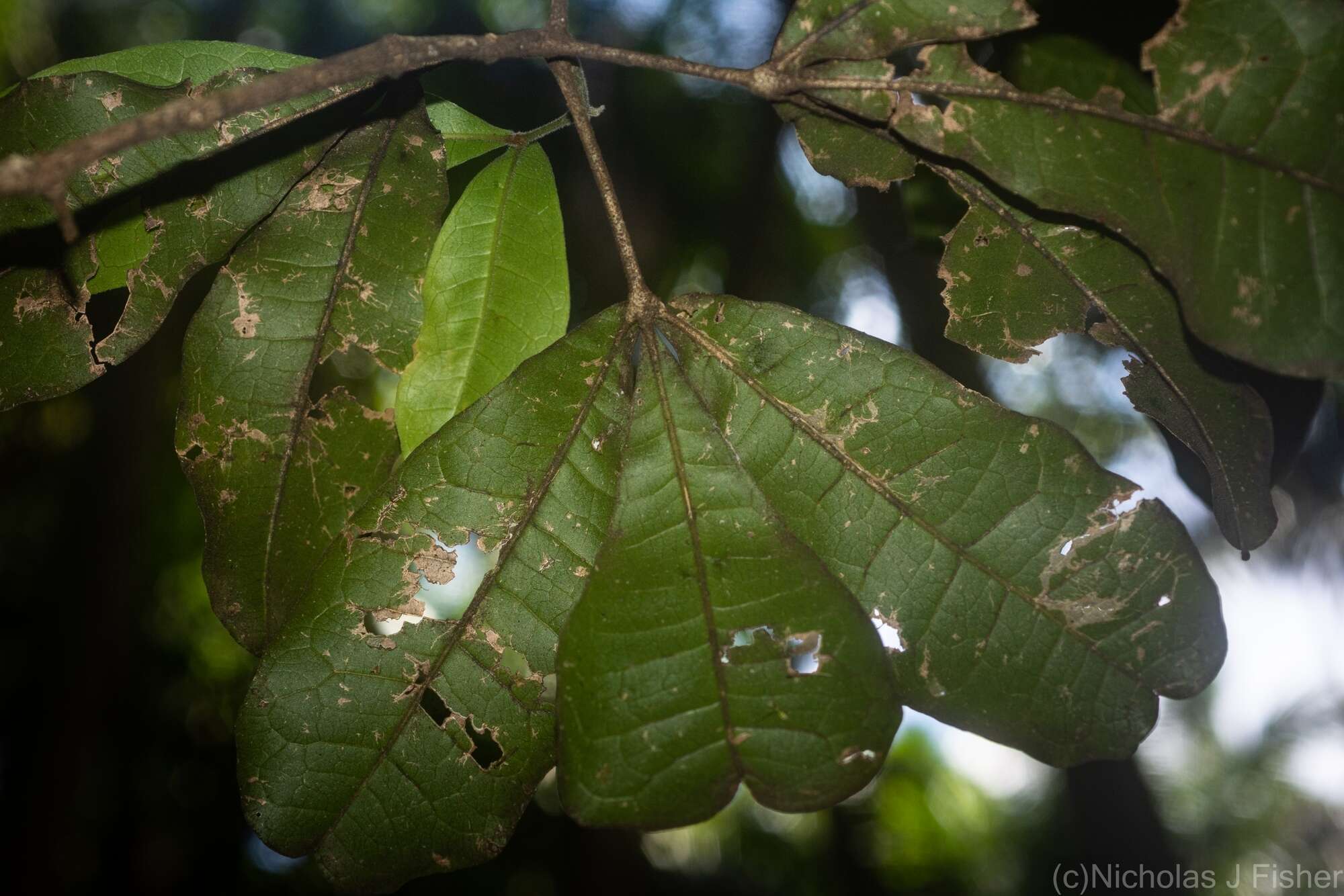 Image of Acronychia pubescens (Bailey) C. White