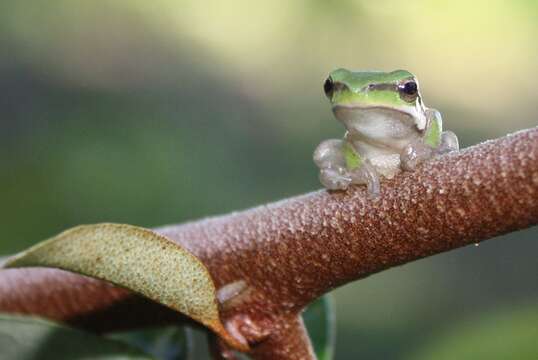 Image of Eastern Dwarf Tree Frog