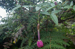 Image de Passiflora cumbalensis var. goudotiana (Triana & Planchon) L. K. Escobar