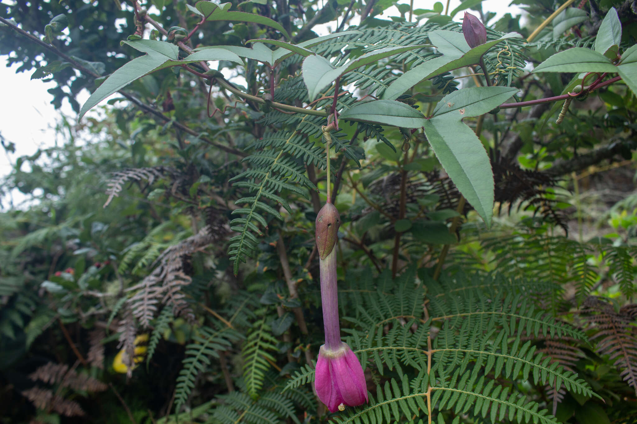 Слика од Passiflora cumbalensis var. goudotiana (Triana & Planchon) L. K. Escobar