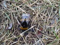 Image of Buff-tailed bumblebee