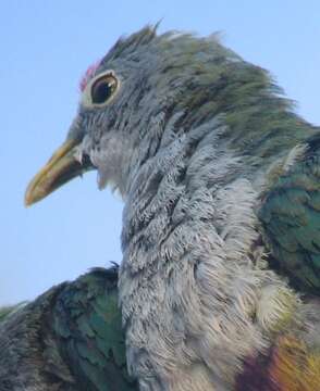 Image of Beautiful Fruit Dove