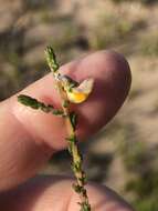 Image of Aspalathus microphylla DC.