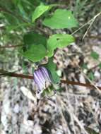 Image de Clematis reticulata Walt.