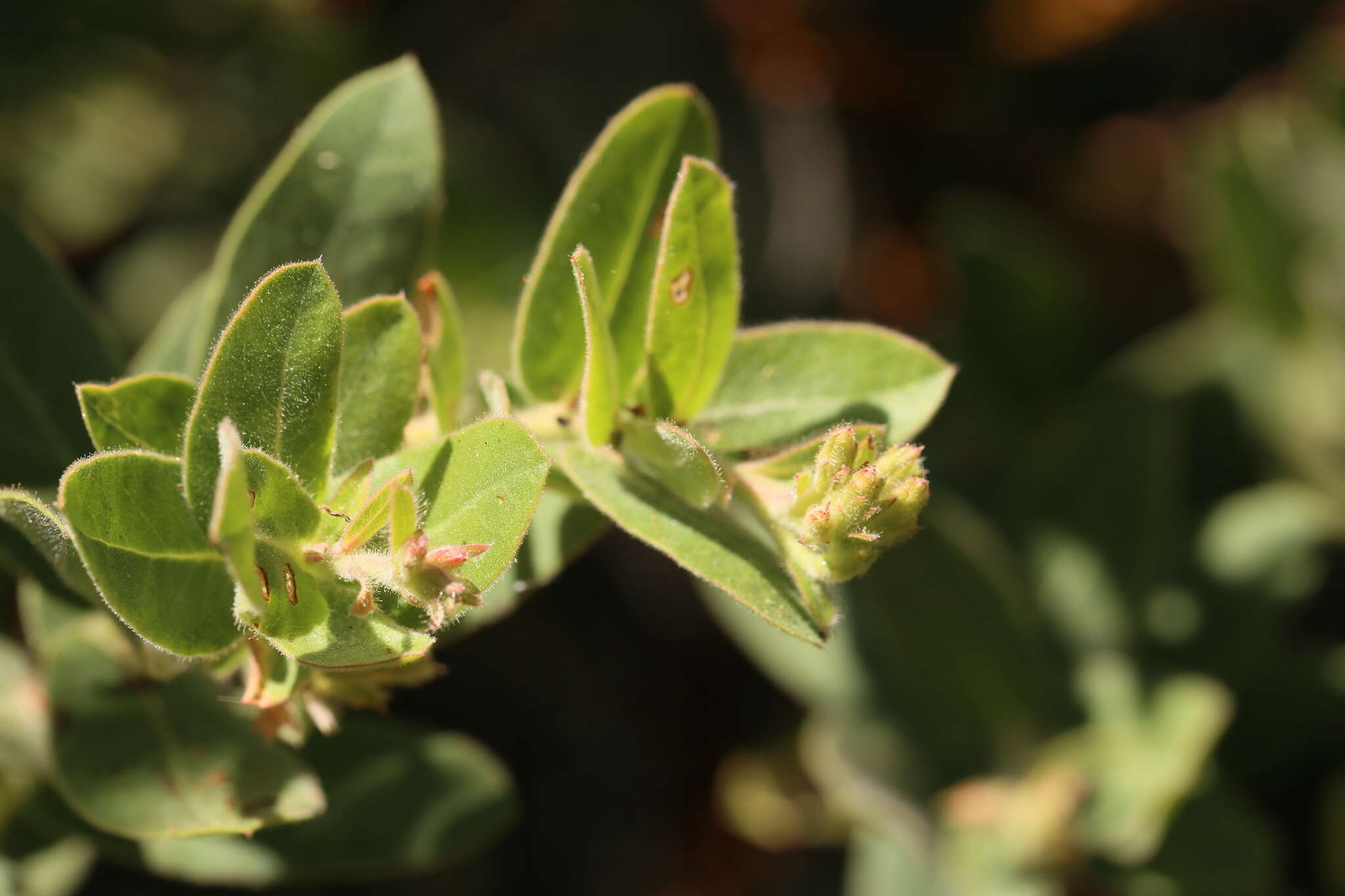 Image of Kings Mountain manzanita