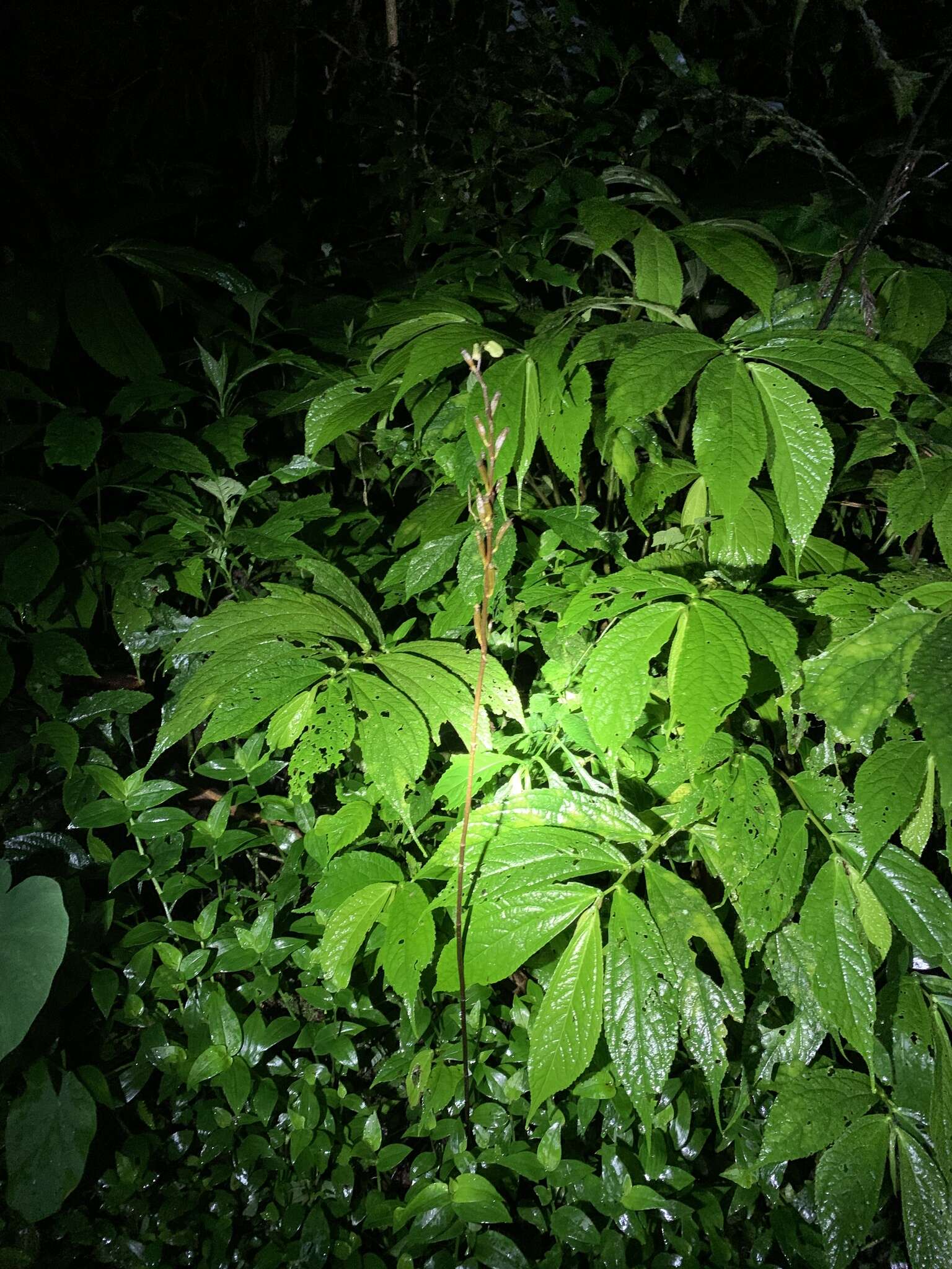 Image of Gastrodia flavilabella S. S. Ying