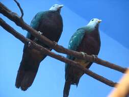 Image of Wompoo Fruit Dove