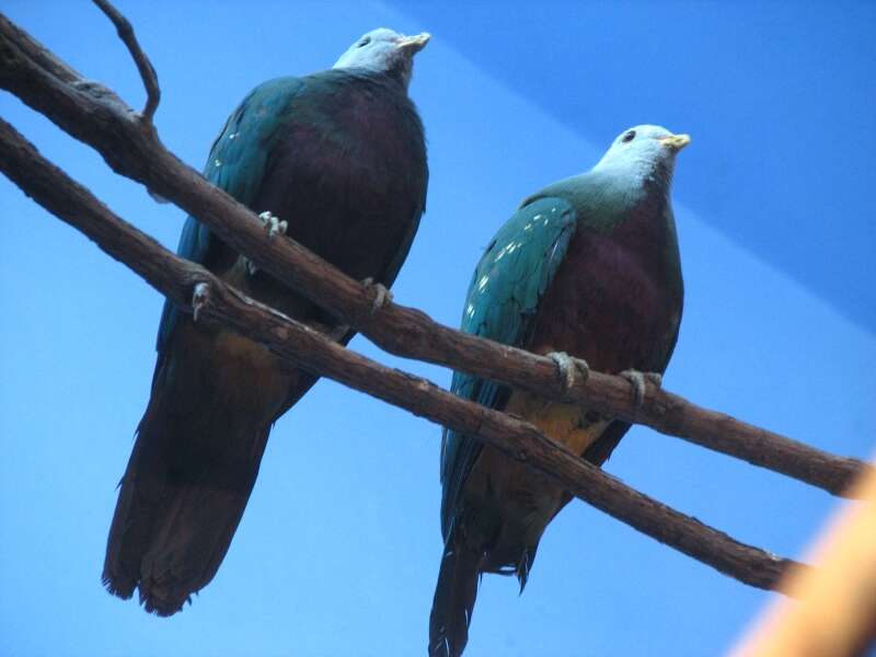 Image of Wompoo Fruit Dove
