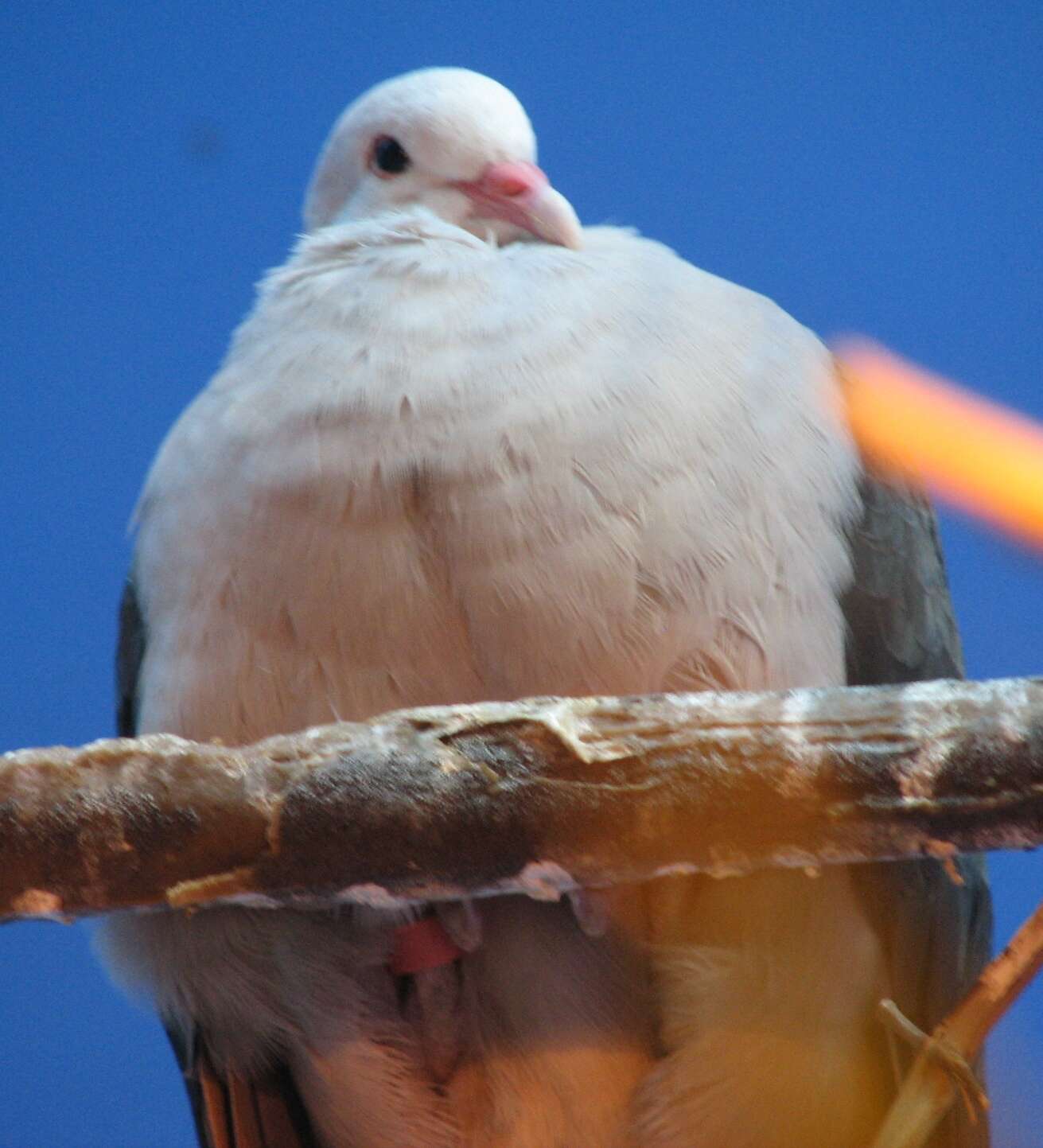 Image of Pink Pigeon