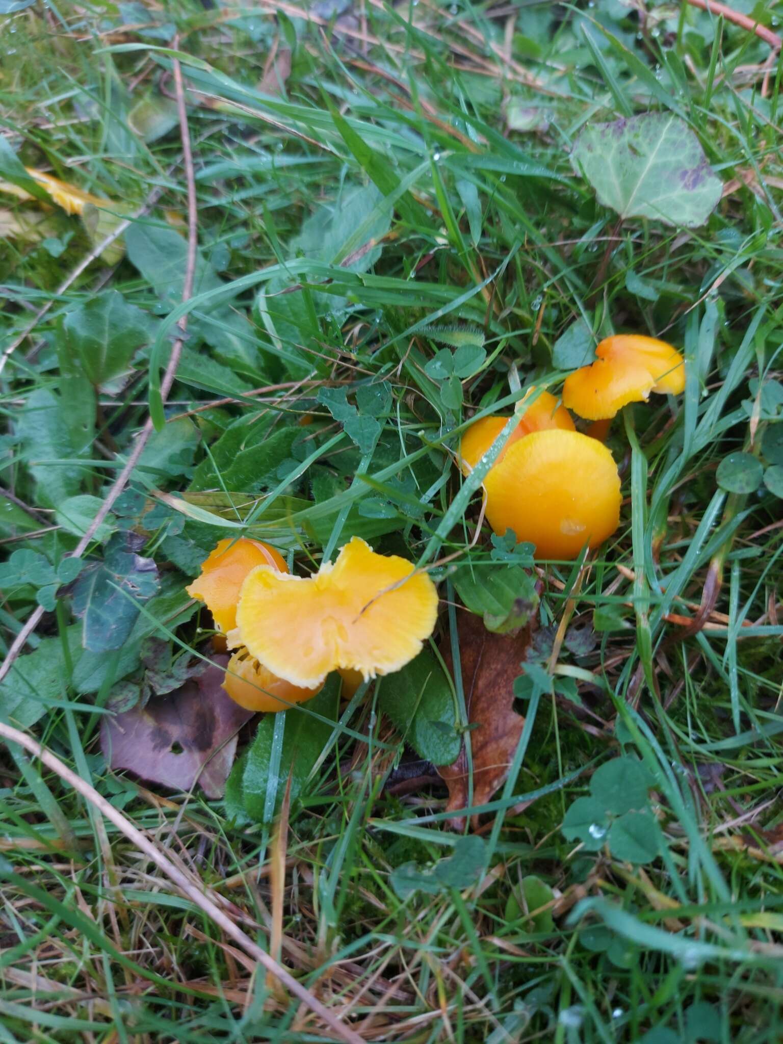 Image of Hygrocybe ceracea (Sowerby) P. Kumm. 1871