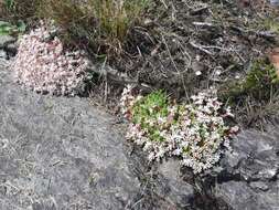 Imagem de Sedum anglicum Hudson