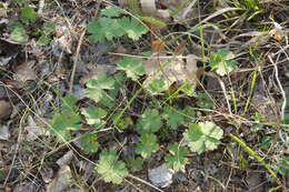 Image of Geranium asphodeloides Burm. fil.