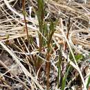 Image of Lathyrus palustris subsp. pilosus (Cham.) Hulten