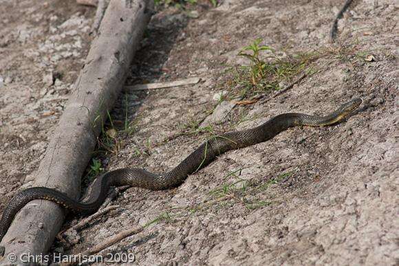 Image of Mississippi Green Water Snake