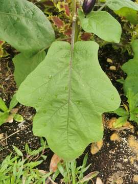 Image of eggplant