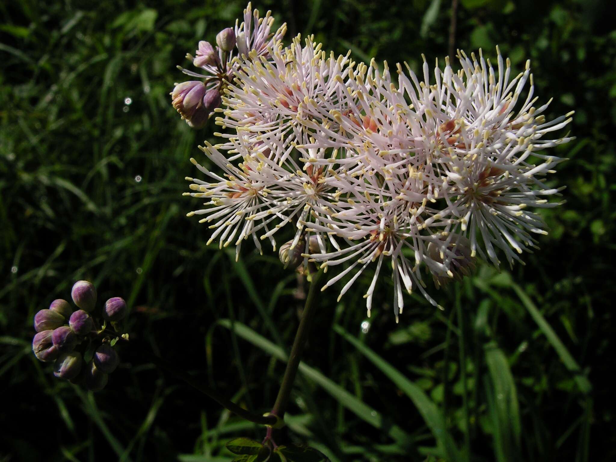 Image of Thalictrum aquilegiifolium